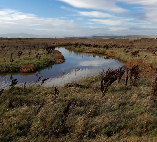 wetlands