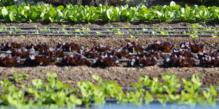 Vegetable Garden