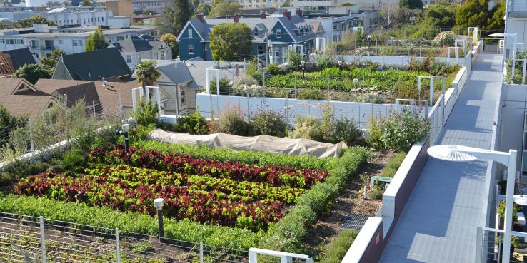 A farm on the rooftop of an apartment building in Berkeley, California