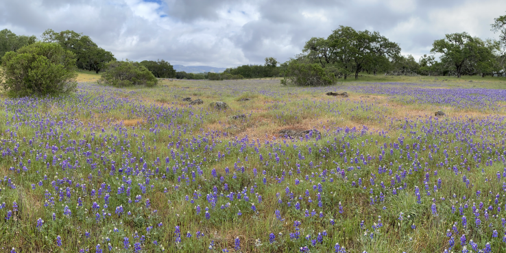 A field of wildflowers