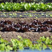 Vegetable Garden