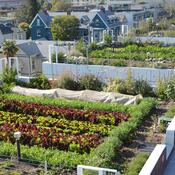 A farm on the rooftop of an apartment building in Berkeley, California