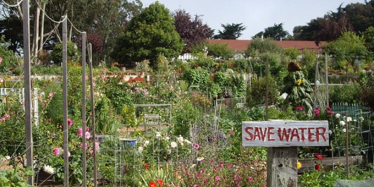 Fort Mason Community Garden. Photo courtesy of Flickr user greychr