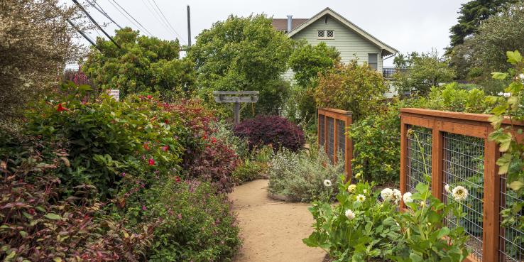 garden with native shrubs and flowers