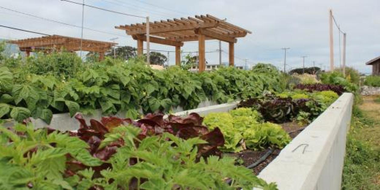 Green Light for San Francisco’s New Urban Agriculture