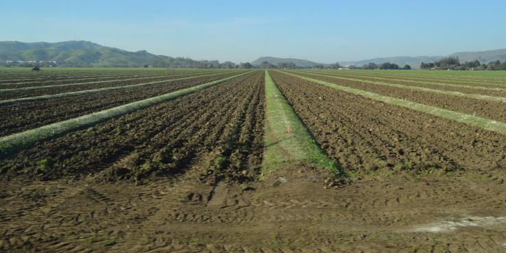 An agricultural field in Coyote Valley