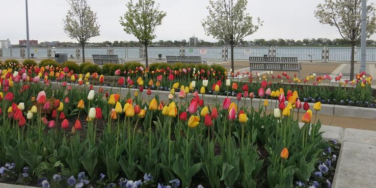 Detroit’s once derelict riverfront now features walkways, seating, and colorful landscaping.