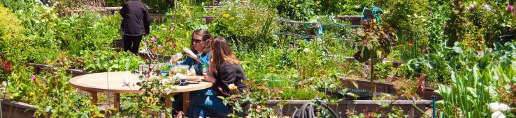 People eating food in a community garden