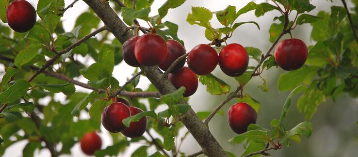 Fruit haning from a tree