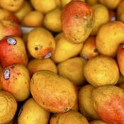 Mangoes up close 